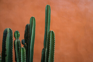San Pedro cactus is intertwined with Andean culture and traditional medicine and shamanic rituals....