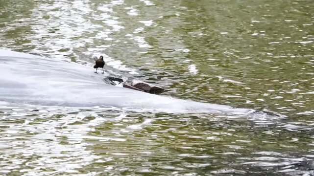 Mexican grackle bird on the shore of a lake