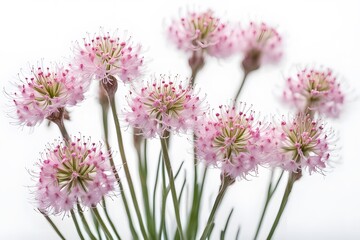 Obraz premium Sea thrift flowers on white background, AI Generated