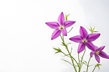 Shooting star flowers on white background, Ai Generated