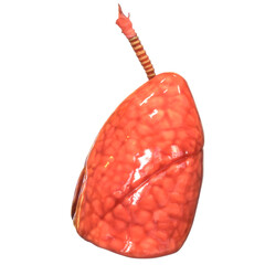 Human Respiratory System Lungs Anatomy