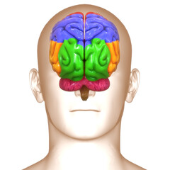 Central Organ of Human Nervous System Brain Lobes Anatomy