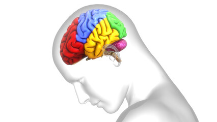 Central Organ of Human Nervous System Brain Lobes Anatomy