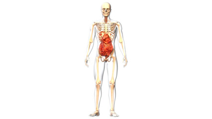 Human Digestive System Anatomy