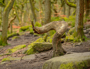 Naklejka premium tree in the forest, Padley Gorge