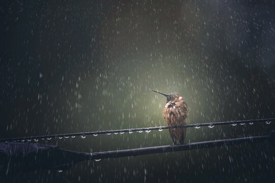 Hummingbird on a wire in the pouring rain