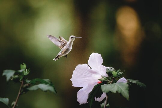 Young hummingbird and pink hibiscus flower