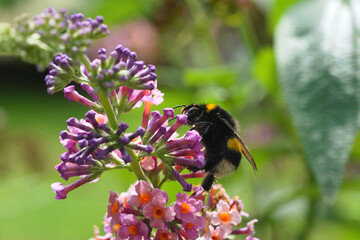 A bumblebee sitting on a summer lilac flower.