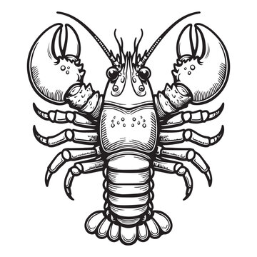recommend clip art: line art of lobster topview vector