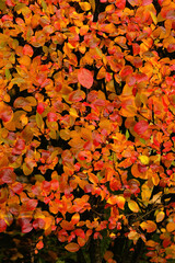 Autumn leaves texture background. bright colorful orange-red leaves deciduous bush close up. foliage of ornamental garden shrub Dogwood, Cotoneaster lucidus (Hedge Cotoneaster). full frame