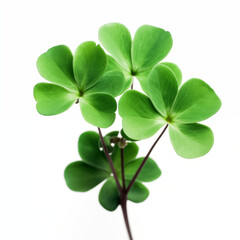 Obraz premium Close-up of shamrock
