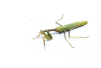 Praying mantis insect, studio shot, isolated photo on white background