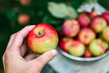 Female hands are picking apples in bowl.