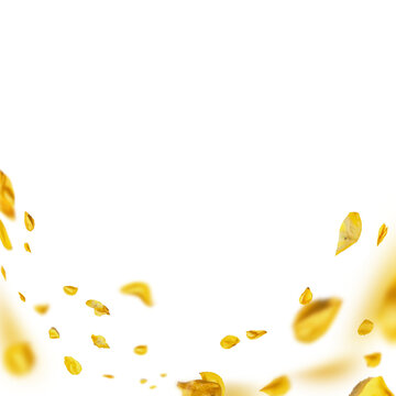 Yellow flying petals frame. Floarl overlay isolated on transparent background