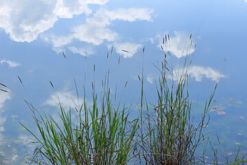 池の水際に生える草と池の水面に映る青空