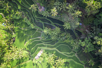 The Amazing jatiluwih rice terraces in Bali, Indonesia