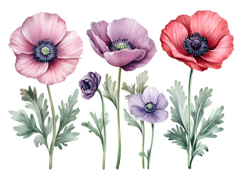 set of Watercolor Anemones leaves, watercolor Illustration isolated on white background design for wedding cards, covers, invitations design