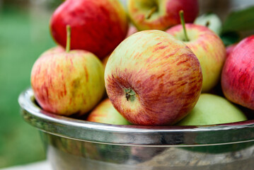 Harvesting apples. Metal bowl with ripe apples on garden background.