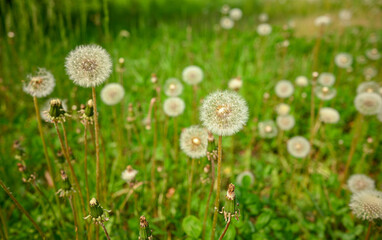 A large number of white dandelions. A field of white fluffy dandelions, a beautiful rural landscape.