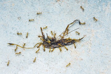 Red ant moving its prey.