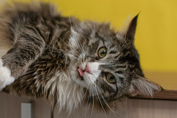A Maine Coon cat. Fluffy purebred cat. Holidays and events