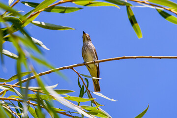 a bird on a branch seen from below.
