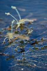 dragonflies on the surface of a water during mating.
