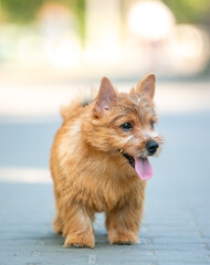 Norwich Terrier Puppies in the City