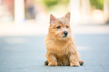 Norwich Terrier Puppies in the City