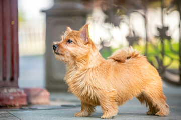 Norwich Terrier Puppies in the City