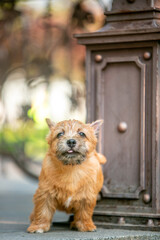 Norwich Terrier Puppies in the City