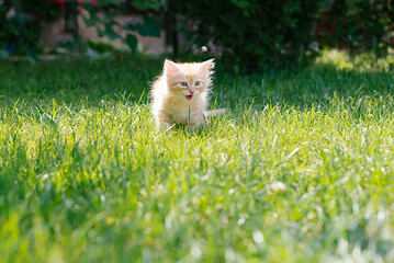 little kitten in garden