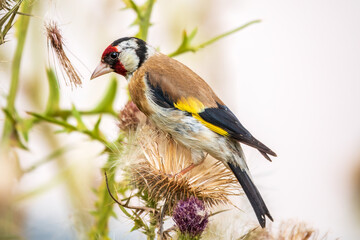 European goldfinch, feeding on the seeds of thistles. Carduelis carduelis.