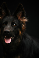 Portrait of a dog on a black background