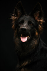 Portrait of a dog on a black background