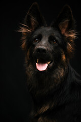 Portrait of a dog on a black background