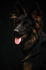 Portrait of a dog on a black background