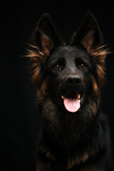 Portrait of a dog on a black background