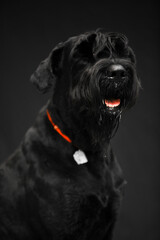 Portrait of a dog on a black background