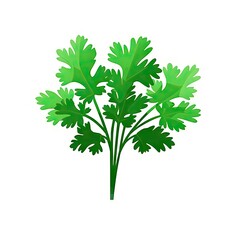 Green Parsley Icon, Coriander Leaf Silhouette, Greens Leave Flat Icon Isolated on White Background