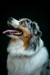Portrait of an Aussie dog on a black background
