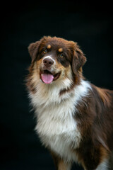 Portrait of an Aussie dog on a black background