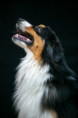 Portrait of an Aussie dog on a black background
