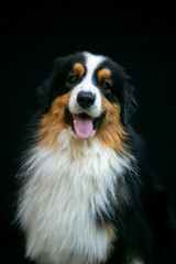 Portrait of an Aussie dog on a black background