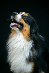 Portrait of an Aussie dog on a black background