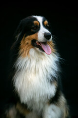 Portrait of an Aussie dog on a black background