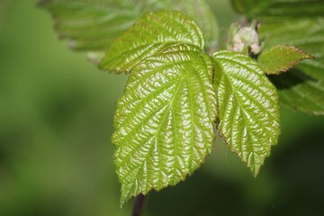 Close-up of vibrant green leaves of a raspberry plant, showcasing their detailed texture and serrated edges against a blurred natural background.