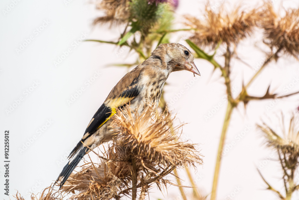 Wall mural European goldfinch with juvenile plumage, feeding on the seeds of thistles. Carduelis carduelis.