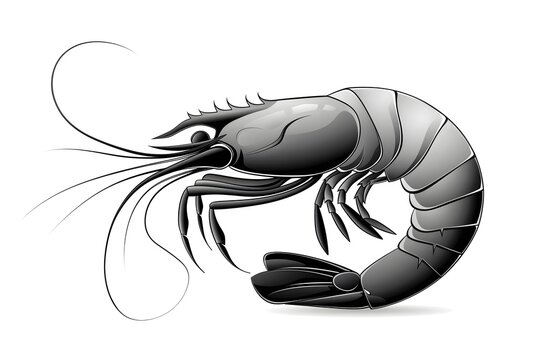 recommend clip art: Detailed illustration of a black and white shrimp with intricate lines.