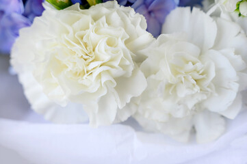 Macro photo of a white carnation flower bud Texture of soft carnation petals. Beautiful banner with flowers.
